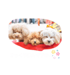 くぅ＆パール＆ふくスタンプ（個別スタンプ：14）