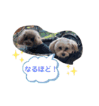 くぅ＆パール＆ふくスタンプ（個別スタンプ：20）