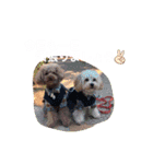 くぅ＆パール＆ふくスタンプ（個別スタンプ：23）