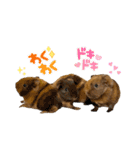 ちり助とカーリーFamily♡（個別スタンプ：5）