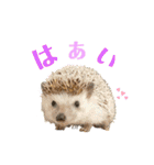 ちり助とカーリーFamily♡（個別スタンプ：31）