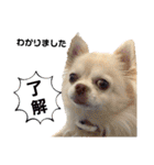 トラくん＆まゆちゃんスタンプ（個別スタンプ：3）