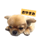トラくん＆まゆちゃんスタンプ（個別スタンプ：40）