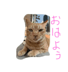 しぜんすたんぷ（個別スタンプ：4）