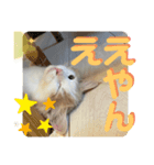 マンチカン猫の関西弁スタンプ（個別スタンプ：1）