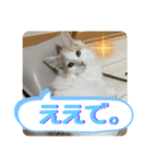 マンチカン猫の関西弁スタンプ（個別スタンプ：2）