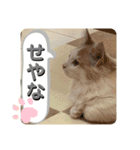 マンチカン猫の関西弁スタンプ（個別スタンプ：3）