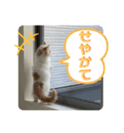 マンチカン猫の関西弁スタンプ（個別スタンプ：4）