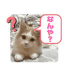 マンチカン猫の関西弁スタンプ（個別スタンプ：5）
