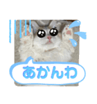 マンチカン猫の関西弁スタンプ（個別スタンプ：6）