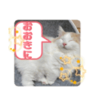 マンチカン猫の関西弁スタンプ（個別スタンプ：7）