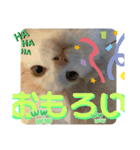 マンチカン猫の関西弁スタンプ（個別スタンプ：8）