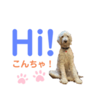MAX おしゃべり犬（個別スタンプ：1）