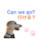 MAX おしゃべり犬（個別スタンプ：3）