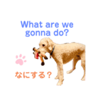 MAX おしゃべり犬（個別スタンプ：4）