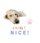 MAX おしゃべり犬（個別スタンプ：5）