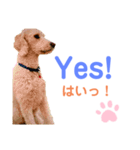 MAX おしゃべり犬（個別スタンプ：6）