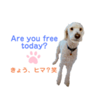 MAX おしゃべり犬（個別スタンプ：8）