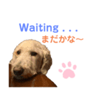 MAX おしゃべり犬（個別スタンプ：10）