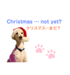 MAX おしゃべり犬（個別スタンプ：16）