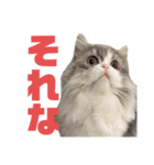 ねこと赤子（個別スタンプ：17）