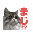 ねこと赤子（個別スタンプ：18）