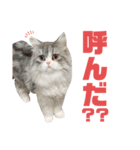 ねこと赤子（個別スタンプ：31）