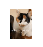 まるとかい！（個別スタンプ：12）
