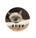まるとかい！（個別スタンプ：21）