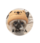 まるとかい！（個別スタンプ：38）