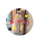 キンクマのはむちゃん（個別スタンプ：3）