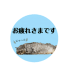 我が家のにゃんず まるとチャイ（個別スタンプ：15）