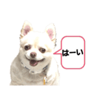 トラくん＆まゆちゃんスタンプ②（個別スタンプ：3）