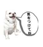 トラくん＆まゆちゃんスタンプ②（個別スタンプ：7）
