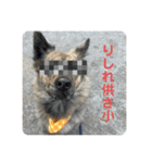 働く台湾犬_敬語（個別スタンプ：1）
