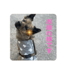 働く台湾犬_敬語（個別スタンプ：2）