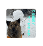 働く台湾犬_敬語（個別スタンプ：3）