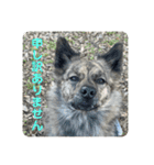 働く台湾犬_敬語（個別スタンプ：6）
