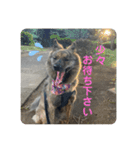 働く台湾犬_敬語（個別スタンプ：7）