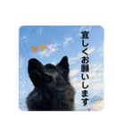 働く台湾犬_敬語（個別スタンプ：8）