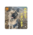 働く台湾犬_敬語（個別スタンプ：9）