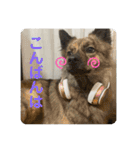 働く台湾犬_敬語（個別スタンプ：11）