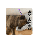 働く台湾犬_敬語（個別スタンプ：12）