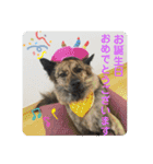 働く台湾犬_敬語（個別スタンプ：13）