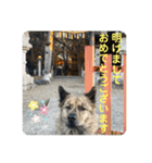 働く台湾犬_敬語（個別スタンプ：14）