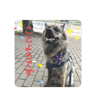 働く台湾犬_敬語（個別スタンプ：15）