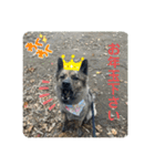 働く台湾犬_敬語（個別スタンプ：16）