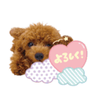 トイプードルすみれ♡（個別スタンプ：1）