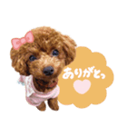 トイプードルすみれ♡（個別スタンプ：2）