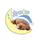 トイプードルすみれ♡（個別スタンプ：4）